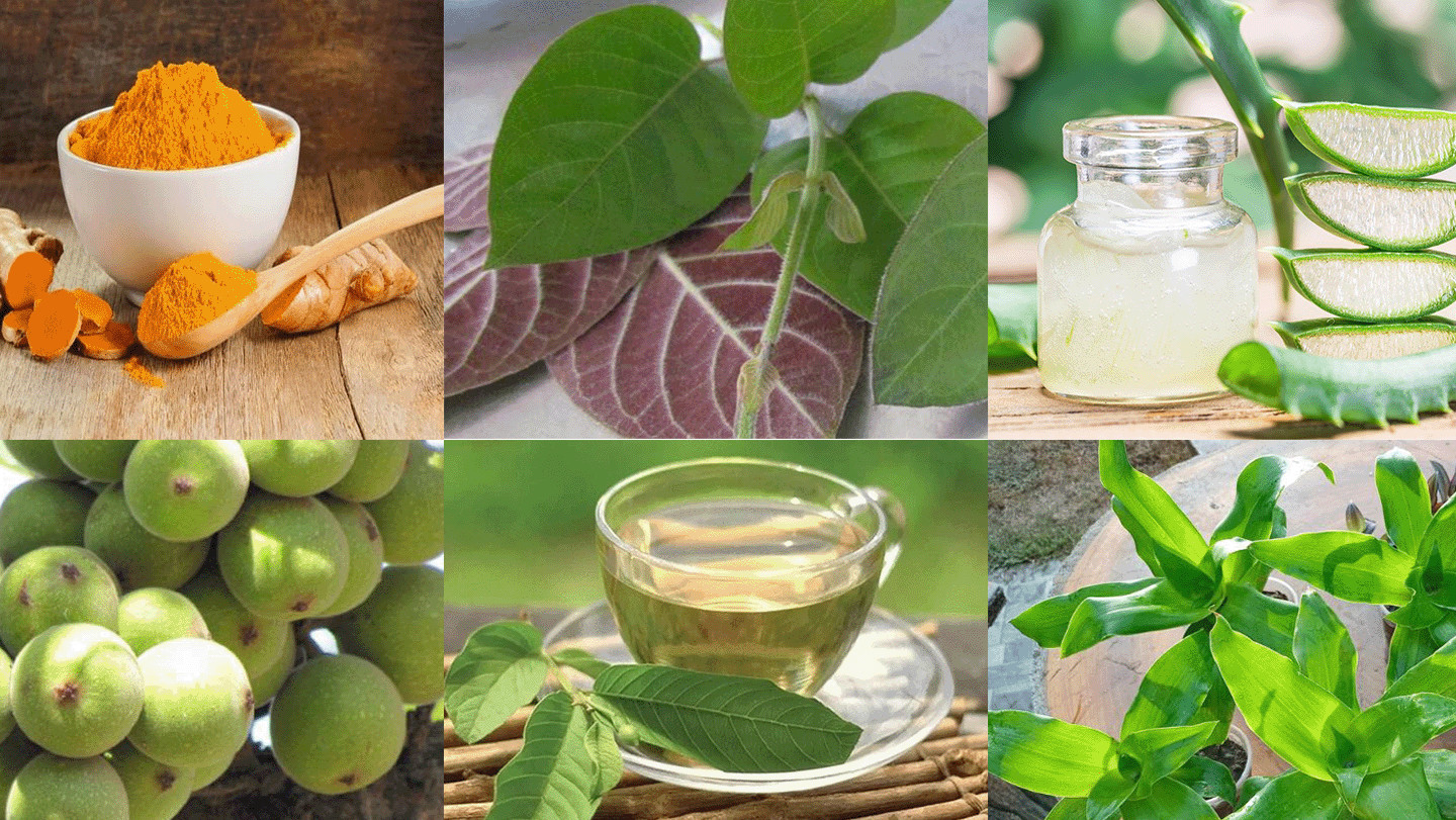 Những loại "cây nhà lá vườn" giúp cải thiện triệu chứng viêm đại tràng